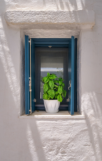 Frontal shot of flower pot with basil plant on window sill of whitewashed house in summer sunshine and shadows. Traditional seasoning herb for Greek and Italian cuisines, organic home gardening, healthy lifestyle and Mediterranean diet.