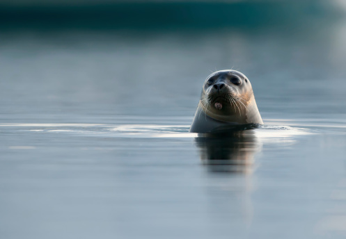 Seal in the wild