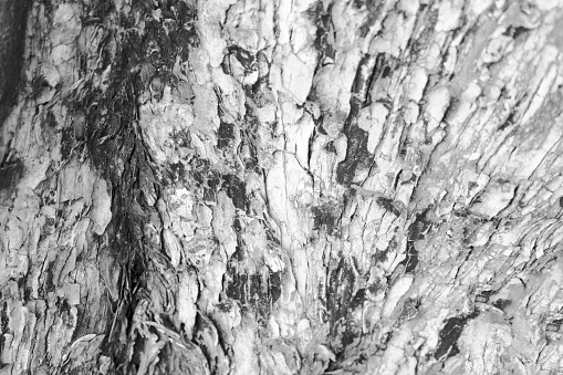 dry tree bark texture background.