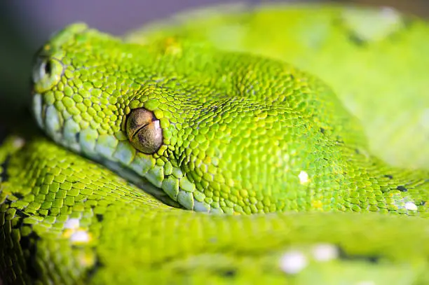 Detail of Green Snake