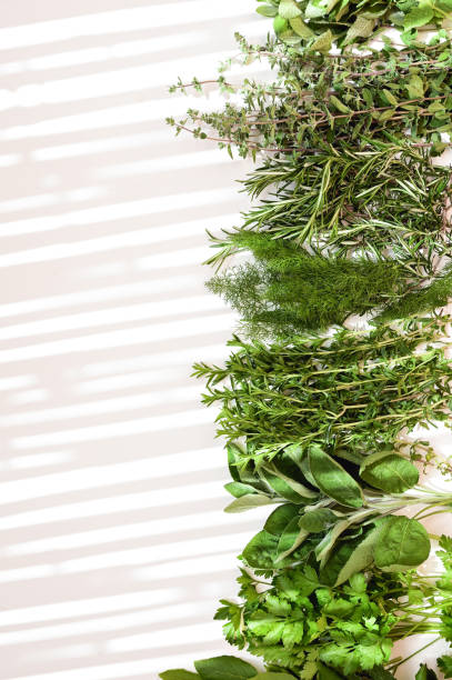 istock Variety of fresh organic herbs in a row. 1752341328
