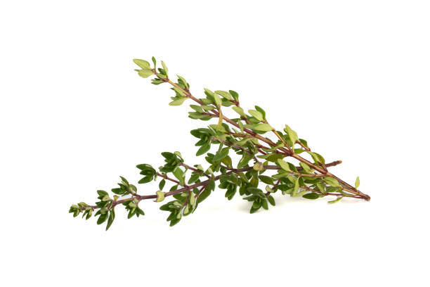 istock Two fresh sprigs of thyme on a white background. 1752342475