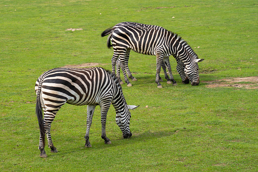 two, zebra, green grass, Hippotigris