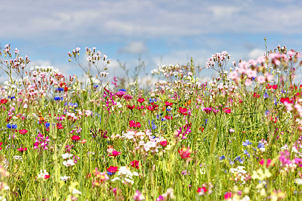 fleurs de prairie - flower blumenwiese meadow flower head photos et images de collection