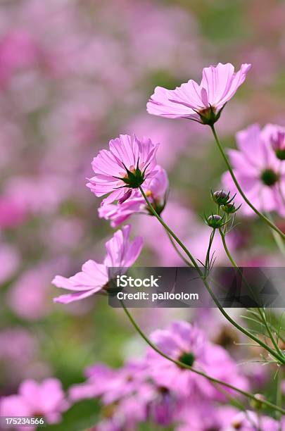 Cosmos Flower Stockfoto und mehr Bilder von Baumblüte - Baumblüte, Blau, Blume