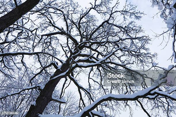 Árvore - Fotografias de stock e mais imagens de A nevar - A nevar, Abeto, Ao Ar Livre