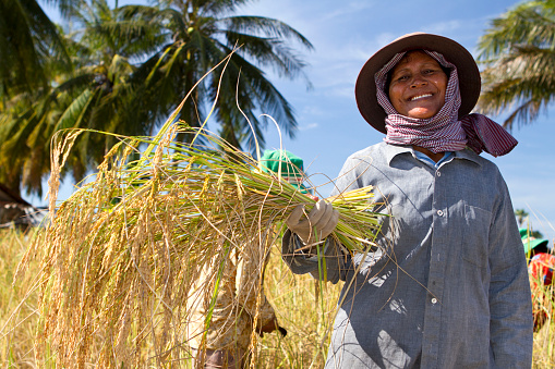 A manual worker is holding a crop if rice paddy in her hand and smiling (Cambodia).
