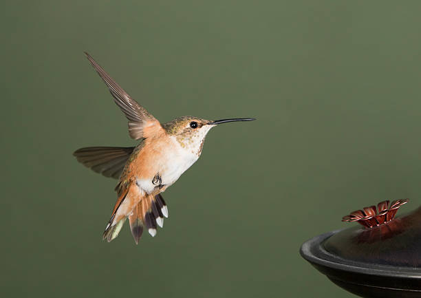 Male Rufous Hummingbird In Flight 1,500+ Rufous Hummingbird Stock Photos, Pictures & Royalty-Free Images ...
