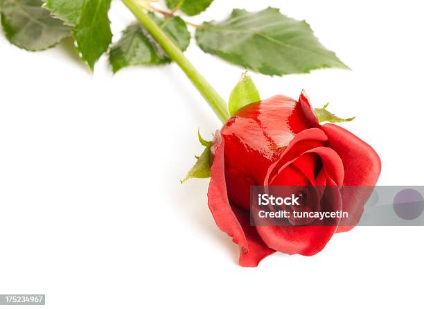 Rote Rose Stockfoto und mehr Bilder von Bildschärfe - Bildschärfe, Blatt - Pflanzenbestandteile, Blume