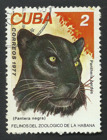 1977 Cuban postage stamp: black panther Panthera Pardus. Text in Spanish Post. Cuba. Cats of the Havana Zoo.