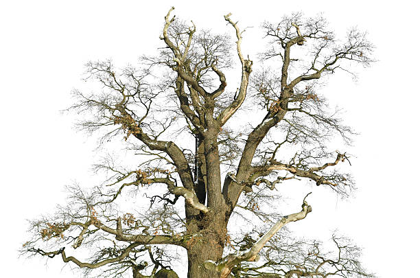 старый дуб в зимний изолированные на бел�ом — - kalte eiche стоковые фото и изображения