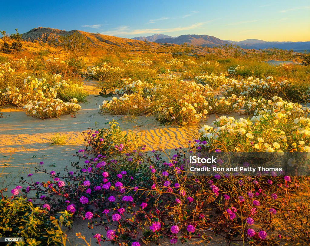 Printemps dans le désert californien (P - Photo de Fleur - Flore libre de droits