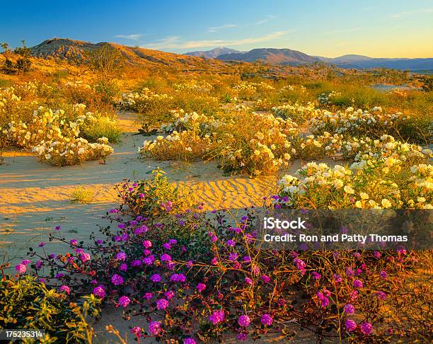 Photo libre de droit de Printemps Dans Le Désert Californien P banque d'images et plus d'images libres de droit de Fleur - Flore - Fleur - Flore, Abronie de sable, Amérique du Nord