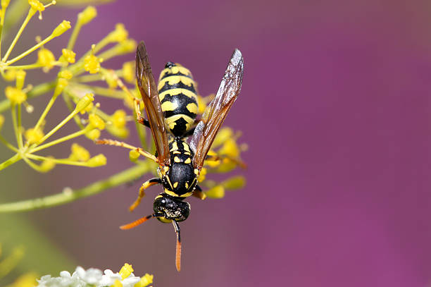istock Wasp on wild dill plant 175235339
