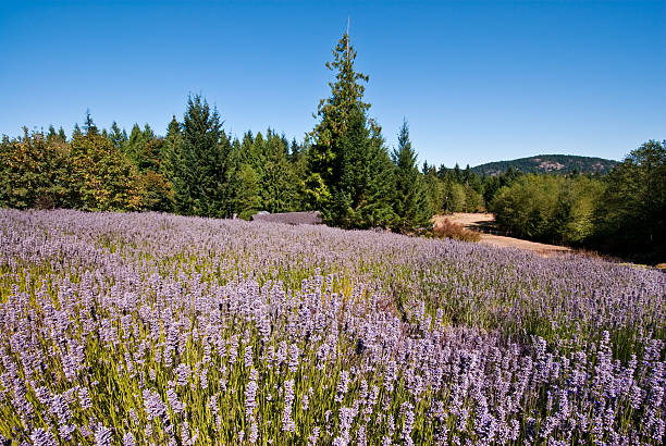 Meadow at a Lavender Farm The Canadian Gulf Islands are part of a rocky archipelago in the Strait of Georgia between Vancouver Island and the mainland of British Columbia. The larger archipelago includes the San Juan Islands in the United States. The Gulf Islands are perhaps best known for their natural beauty, farms, wineries, rural lifestyle and Mediterranean climate. Activities to be enjoyed in the Gulf Islands includes boating, kayaking, hiking, camping and wildlife viewing. This area was charted by British explorer George Vancouver during his 1791-1795 expedition. The name “Gulf Islands” comes from “Gulf of Georgia,” the original name used by Vancouver on his maps. This scene of a lavender farm was photographed on Saltspring Island, British Columbia, Canada. jeff goulden agriculture stock pictures, royalty-free photos & images