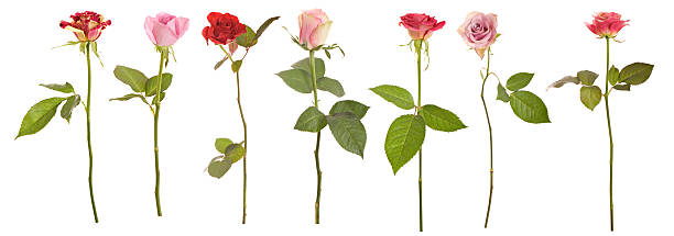 stelo lungo selezione di rose - long stemmed rose foto e immagini stock