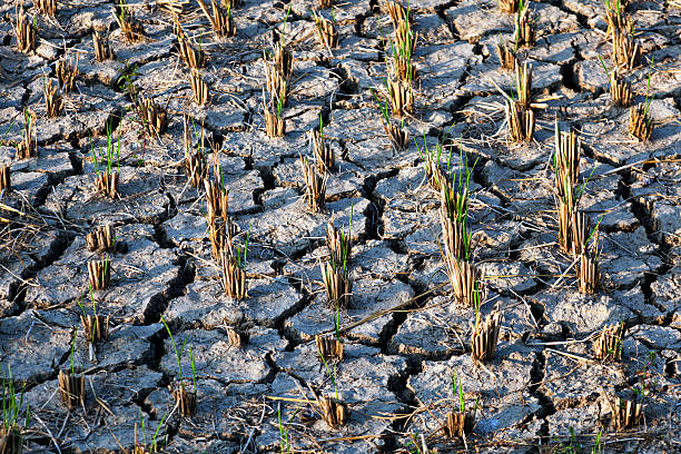Many cracks in the soil, contaminated, poisoned land.