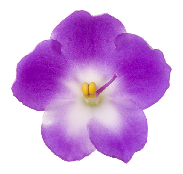 Saintpaulia Flower on a white background. stamen purple african violet clipping path stock pictures, royalty-free photos & images