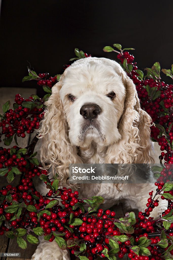 Tarjeta de navidad perro - Foto de stock de Frutas del bosque libre de derechos