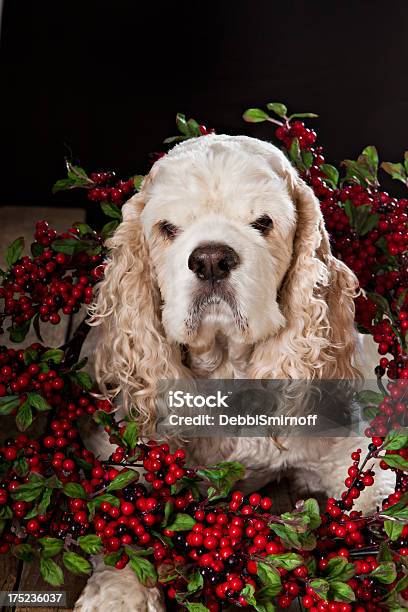 Tarjeta De Navidad Perro Foto de stock y más banco de imágenes de Frutas del bosque - Frutas del bosque, Perro, Acostado