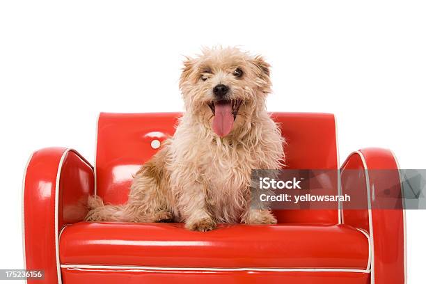 Glückliche Kleine Hund Stockfoto und mehr Bilder von Einzelnes Tier - Einzelnes Tier, Fotografie, Freisteller – Neutraler Hintergrund