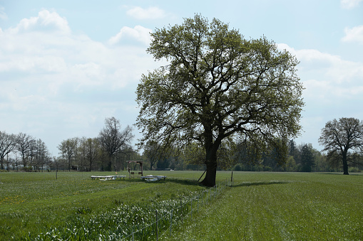 An oak tree in a field by day
