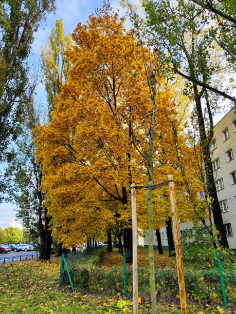 istock The Glowing Glory of Autumn 1752363963
