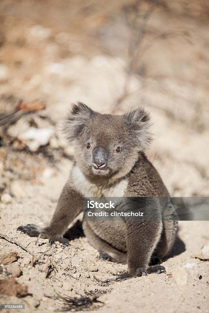 Koala - Photo de Animaux à l'état sauvage libre de droits