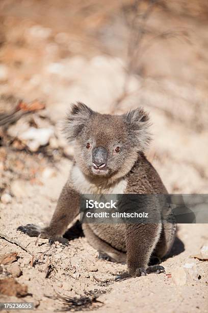 Photo libre de droit de Koala banque d'images et plus d'images libres de droit de Animaux à l'état sauvage - Animaux à l'état sauvage, Australie, Faune