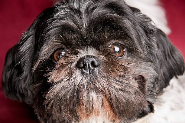 Happy Shih Tzu Dog Close-up on Red Sofa - Selective Focus - Shallow Depth of Field