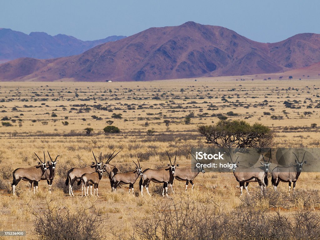 Onyx et le paysage naturel du désert en Namibie. - Photo de Afrique libre de droits