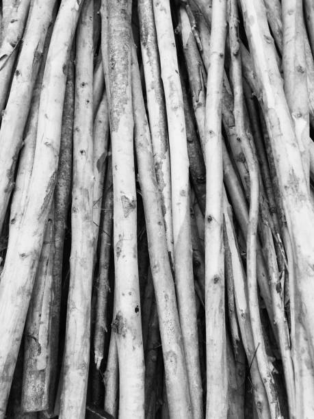 Eucalyptus tree, Pile of wood logs ready for industry.