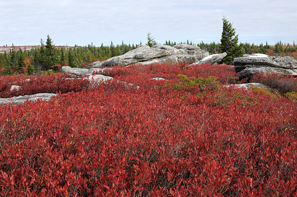 istock Dolly Sods Wilderness in Autumn 175236913