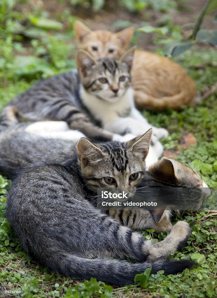 kittens - Стоковые фото Вертикальный роялти-фри