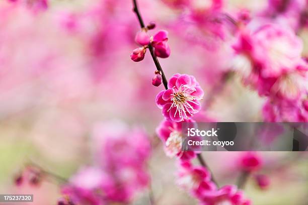 梅の花 - アウトフォーカスのストックフォトや画像を多数ご用意 - アウトフォーカス, アジア大陸, カラー画像