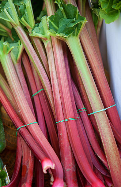 istock Rhubarb (Rheum) on a farmers market 175237492