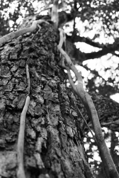 istock A black and White image of a Black Tree 1752377479