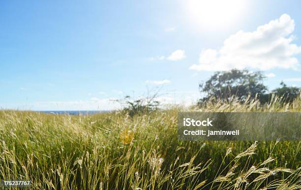 明るい太陽の光を草フィールド - Horizonのストックフォトや画像を多数ご用意 - Horizon, まぶしい, ハイカントリー