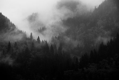 Fog lingering over a dense evergreen forest in the Cascade Range of the Pacific Northwest.