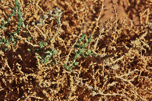 The thorn in Sahara desert, Algeria
