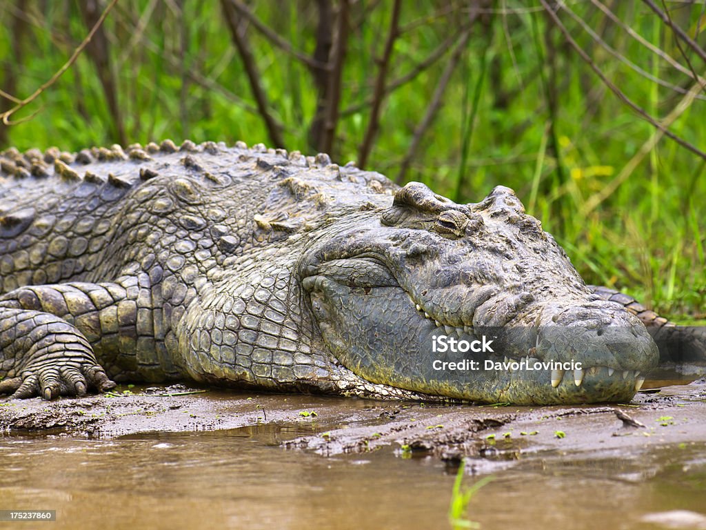 Nilkrokodil - Lizenzfrei Echte Krokodile Stock-Foto