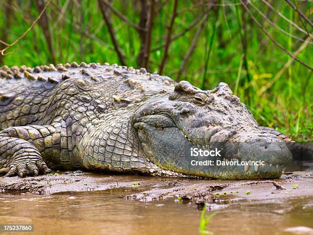 Coccodrillo Del Nilo - Fotografie stock e altre immagini di Coccodrillo - Coccodrillo, Africa, Dormire