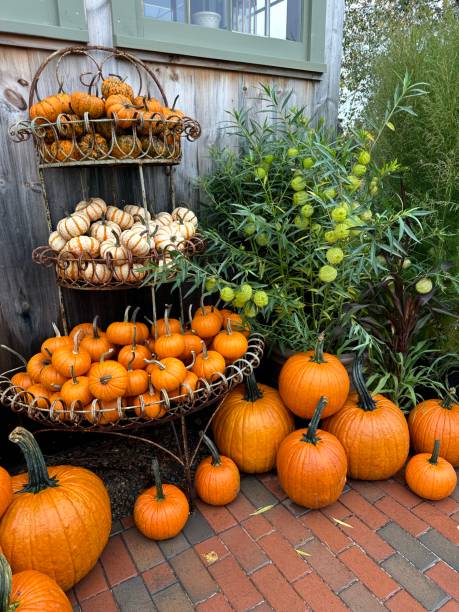 istock Pumpkins in Wakefield RI 1752381047