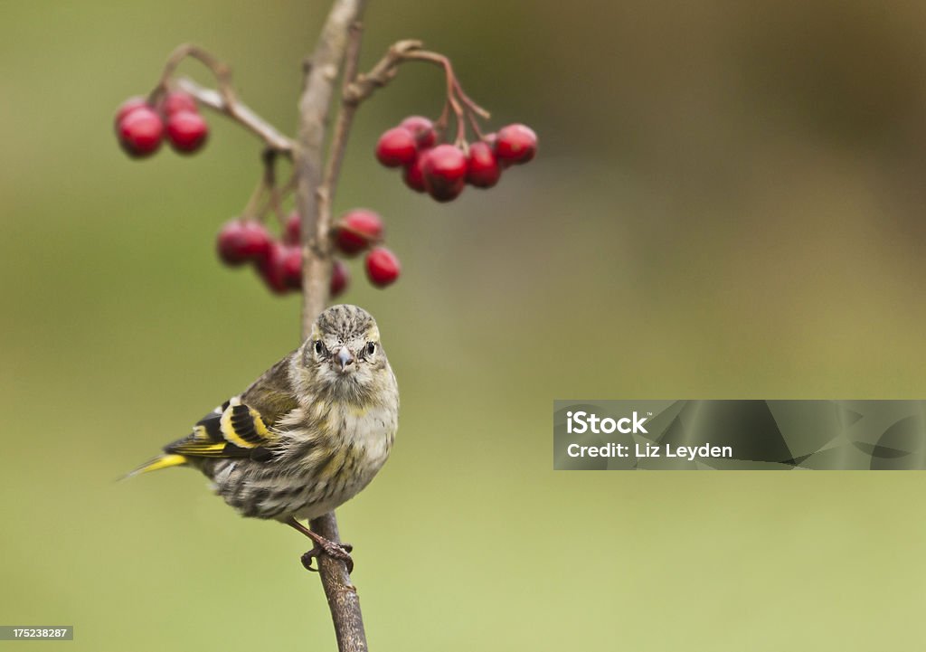 Weibliche Eurasiatische Fichtenzeisig (Carduelis spinus) thront auf Zweig mit Beeren - Lizenzfrei Beere - Obst Stock-Foto