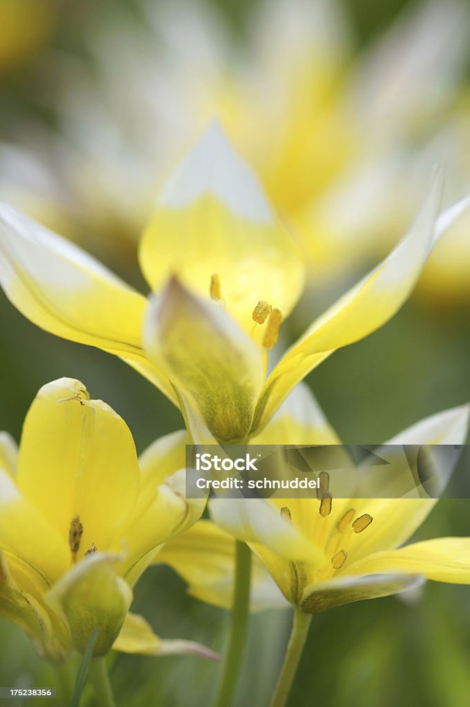 Giallo tulipani selvatica - Foto stock royalty-free di Aiuola