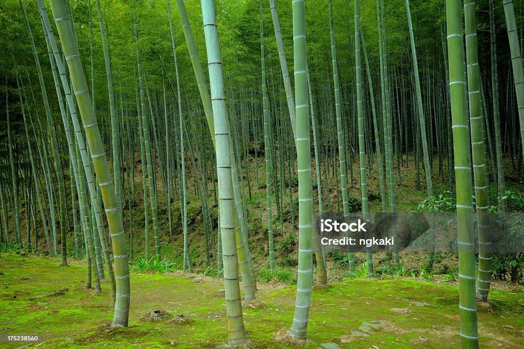 Asiatische Bambus-Wald - Lizenzfrei Asiatische Kultur Stock-Foto