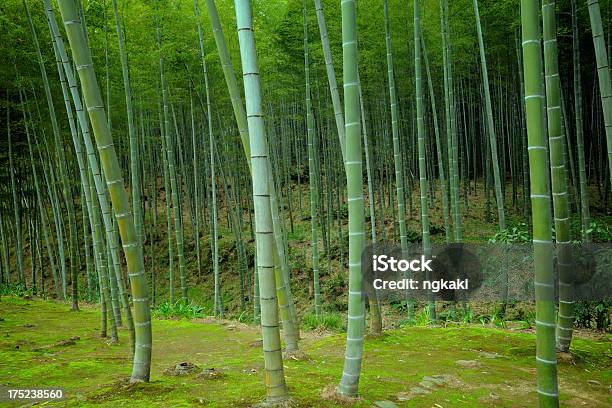 Asiático Floresta De Bambu - Fotografias de stock e mais imagens de Ao Ar Livre - Ao Ar Livre, Bambu - Família da relva, Beleza natural