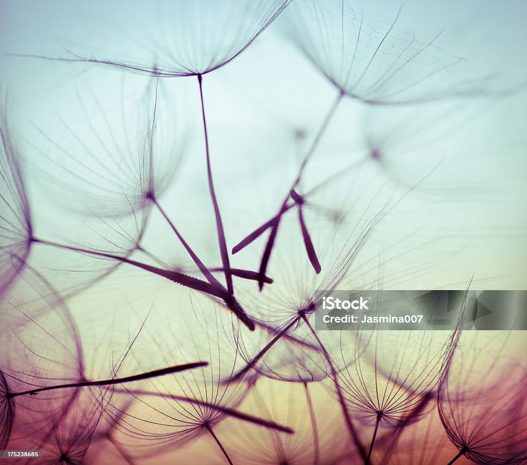 Macro dandelion seed flies in abstract background Silhouettes of dandelion seeds floating on the breeze against a pastel colored sky.  The sky is blue at the top and fades to yellow and finally purple at the bottom. Dandelion Stock Photo