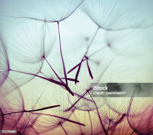 Macro Dandelion Seed Flies In Abstract Background Stock Photo - Download Image Now - Dandelion, Macrophotography, Wind