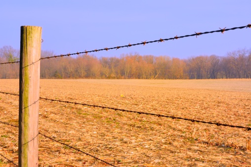 Just a simple landscape of a fallow cornfield after harvesting taken through a barbed wire fence with a windbreak of bare trees in the background